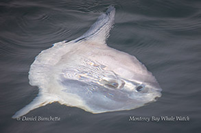 Mola Mola (Ocean Sunfish) photo by Daniel Bianchetta