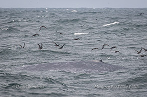 Blue Whale photo by Daniel Bianchetta
