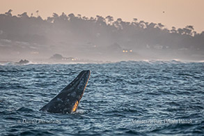 Breaching Gray Whale photo by Daniel Bianchetta