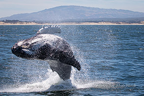 Breaching Humpback Whale photo by Daniel Bianchetta