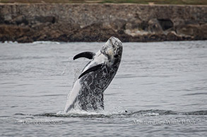Breaching Risso's Dolphin photo by Daniel Bianchetta