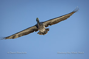 Brown Pelican photo by Daniel Bianchetta