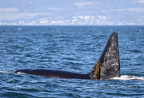 Fatfin kelping photo by Daniel Bianchetta