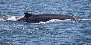 Fin Whale photo by Daniel Bianchetta
