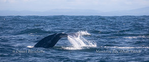 Gray Whale photo by Daniel Bianchetta