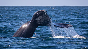 Gray Whale tail photo by Daniel Bianchetta