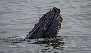 Humpback Whale kelping photo by Daniel Bianchetta