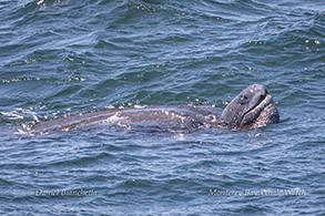 Leatherback Sea Turtle photo by Daniel Bianchetta