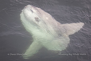 Mola Mola (Ocean Sunfish) photo by Daniel Bianchetta