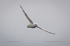 Northern Fulmar photo by Daniel Bianchetta