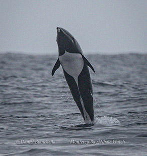 Northern Right Whale Dolphin photo by Daniel Bianchetta