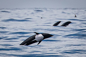 Northern Right Whale Dolphins photo by Daniel Bianchetta
