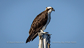 Osprey photo by Daniel Bianchetta