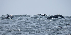 Pacific White-sided Dolphins and Northern Right Whale Dolphins photo by Daniel Bianchetta