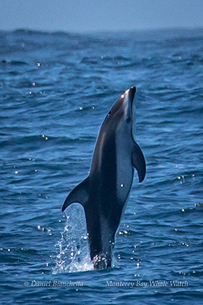 Pacific White-sided Dolphin photo by Daniel Bianchetta