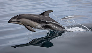 Pacific White-sided Dolphin photo by Daniel Bianchetta