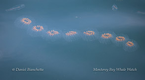 Salps - barrel-shaped gelatinous invertebrates that use muscle contractions to shoot water through their
bodies to move forward photo by Daniel Bianchetta