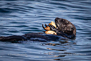 Southern Sea Otter eating a crab photo by Daniel Bianchetta