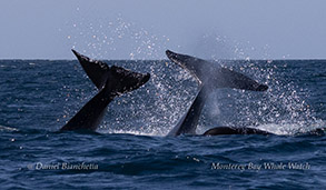 Two Orcas fluke slapping together photo by daniel bianchetta