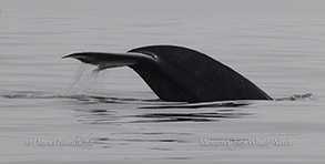 Blue Whale fluking up to dive photo by daniel bianchetta