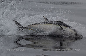 Bluefin Tuna photo by daniel bianchetta