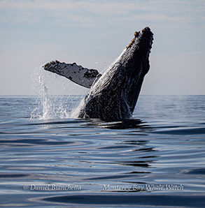 Breaching Humpback Whale photo by Daniel Bianchetta