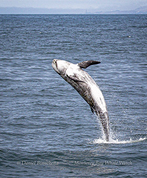 Breaching Risso's Dolphin photo by daniel bianchetta