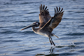 Brown Pelican Photo by Daniel Bianchetta