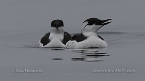 Common Murre pair photo by daniel bianchetta