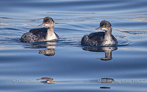 Eared Grebes photo by Daniel Bianchetta