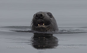 Elephant Seal checking out the boat photo by daniel bianchetta