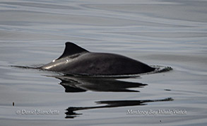 Harbor Porpoise photo by daniel bianchetta