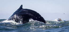 Humpback Whale arching its back to dive photo by daniel bianchetta