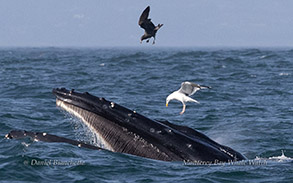 Humpback Whale baleen photo by daniel bianchetta