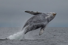 Humpback Whale breaching photo by daniel bianchetta