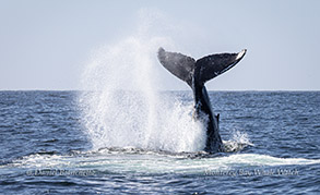 Humpback Whale tail throw photo by Daniel Bianchetta