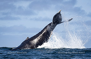 Humpback Whale tail throw photo by daniel bianchetta