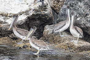 Juvenile Brown Pelicans photo by daniel bianchetta