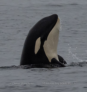 Killer Whale photo by daniel bianchetta