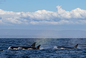 Killer Whales photo by daniel bianchetta