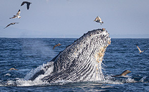 Lunge-feeding Humpback Whale photo by Daniel Bianchetta