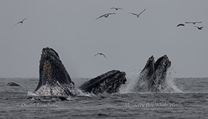 Lunge-feeding Humpback Whales photo by daniel bianchetta