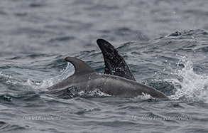 Breaching Risso's Dolphin photo by daniel bianchetta
