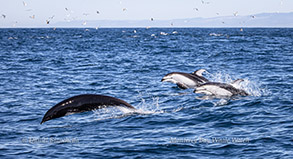Northern Right Whale Dolphin and
Pacific White-sided Dolphins photo by Daniel Bianchetta