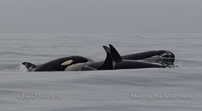 CA140B1 Stinger, next to mom CA140B Louise and other members of the pod photo by daniel bianchetta