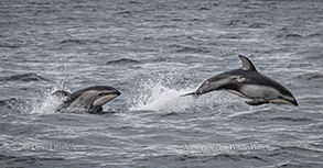 Pacific White-sided Dolphins photo by Daniel Bianchetta