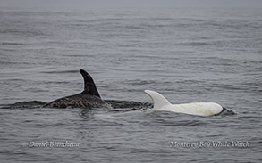 Risso's Dolphins Casper and friend Photo by Daniel Bianchetta