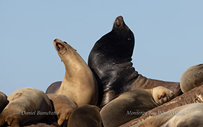Sea Lions photo by daniel bianchetta