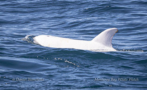 White Risso's Dolphin Casper photo by Daniel Bianchetta