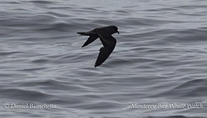 Ashy Storm Petrel  photo by daniel bianchetta